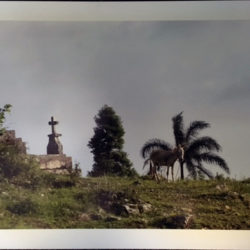 Photo of a donkey in a cemetery on a tropical hill
