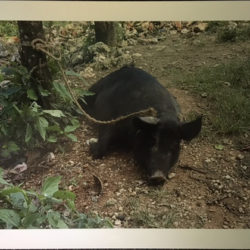 Photo of a black wild pig in the dirt near underbrush