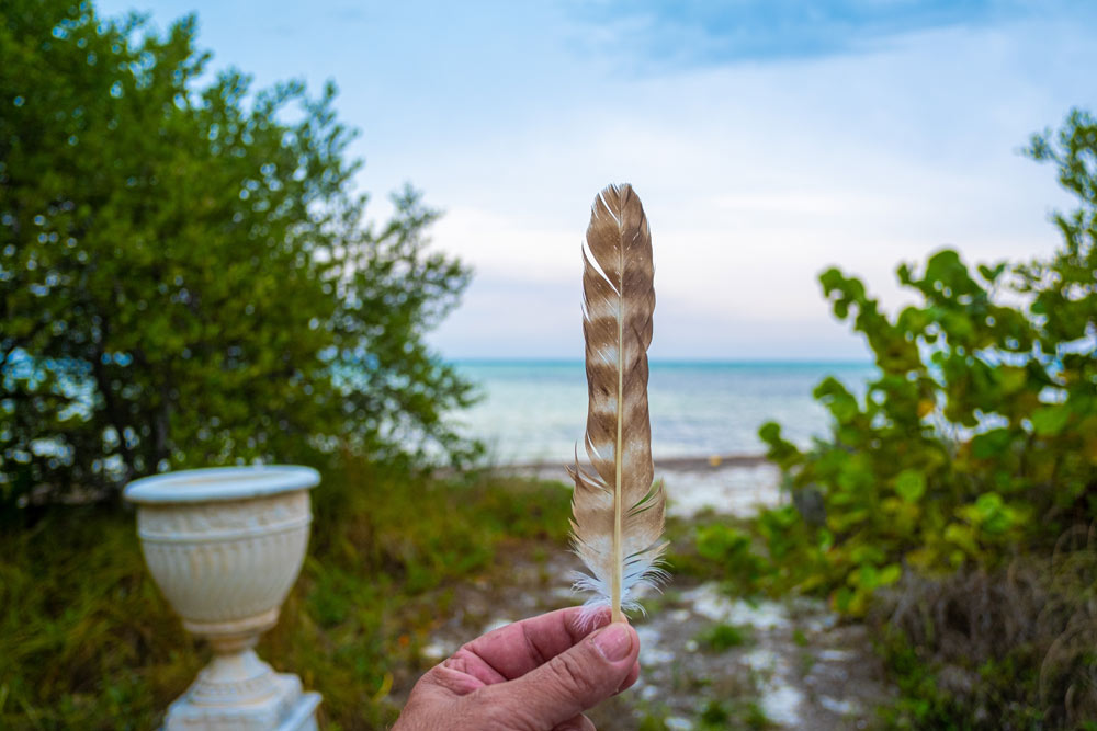 Close up photo of a bird feather in front of a beach with green bushes and a large cement vase in background
