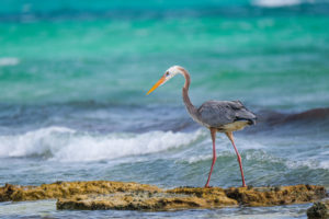 Photo of a blue heron walking on rocks in the ocean