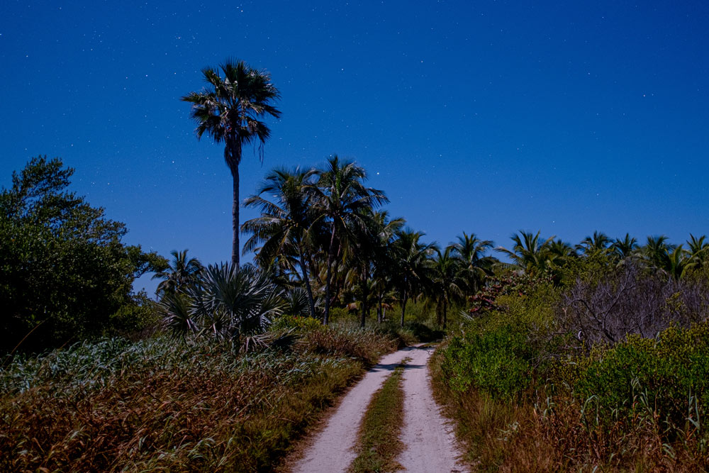 Photo of a stone driveway disappearing into the distance with palm trees and bushes