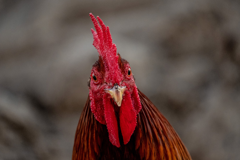 Photo of a rooster head looking directly into the camera