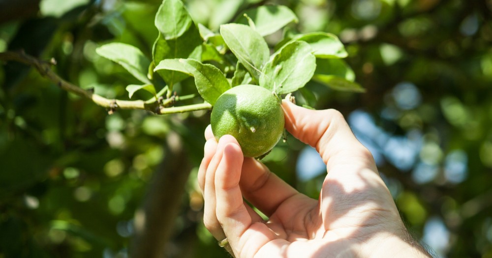 Celebrate the Key lime with a talk about cultivating this iconic citrus and its journey from humble fruit to the sweet delight on your plate (yes, you get to enjoy a slice)! This is an exclusive event of the Key Lime Pie Festival.