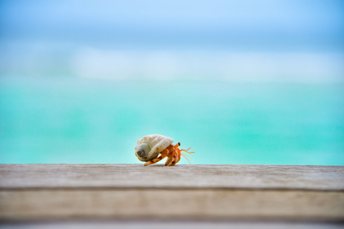 Students read several examples of “hermit crab