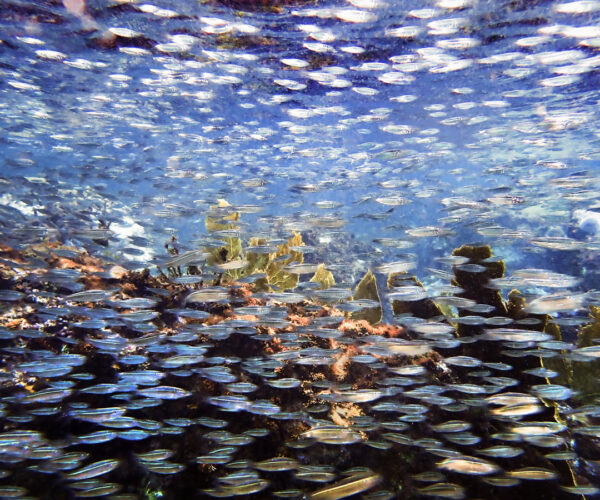 Sardines-on-Reef